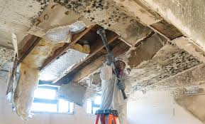 Best Water Damage & Mold Remediation  in Hasley Nyon, CA